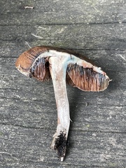 Porphyrellus sordidus