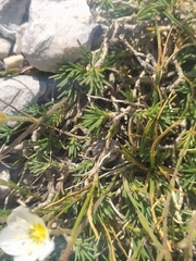 Cherleria capillacea