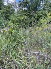 Desmodium sessilifolium
