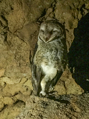 Tyto alba punctatissima