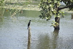 Microcarbo niger