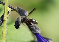 Parancistrocerus fulvipes