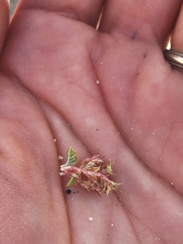 Amaranthus crassipes iNat (1)