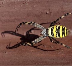 Argiope bruennichi