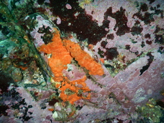 Phorbas ferrugineus