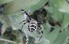 Argiope bruennichi