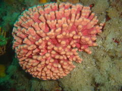 Stylaster nobilis