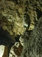 Tyto alba punctatissima