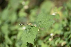 Diplacodes trivialis