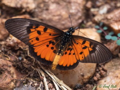 Acraea abdera