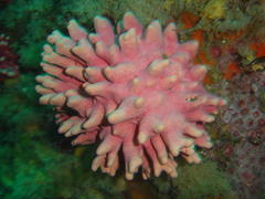 Stylaster nobilis