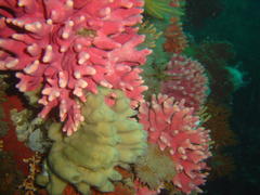 Stylaster nobilis