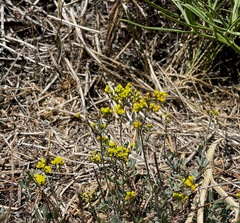 Eriogonum microtheca ambiguum