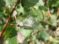 Phyllocnistis labyrinthella