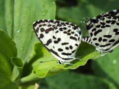 Castalius rosimon