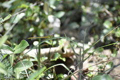 Ceriagrion coromandelianum