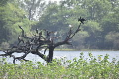 Phalacrocorax fuscicollis