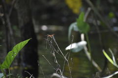 Brachythemis contaminata