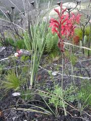 Tritoniopsis pulchra