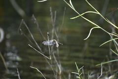 Orthetrum sabina