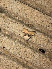 Hemeroplanis incusalis