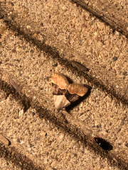 Hemeroplanis incusalis