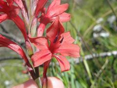 Tritoniopsis pulchra