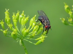 Protocalliphora