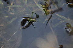 Orthoptera