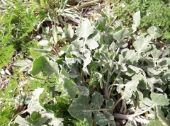 Centaurea sphaerocephala