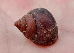 Gittenedouardia spadicea