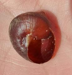 Gittenedouardia spadicea