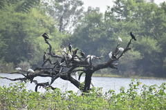 Bubulcus ibis