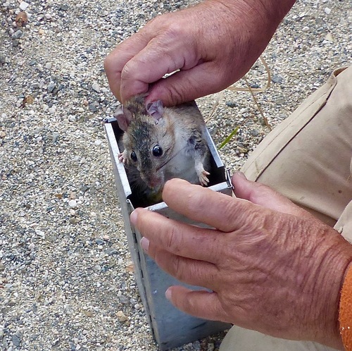 Coronados Island Woodrat