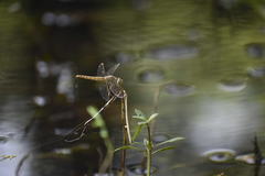 Brachythemis contaminata