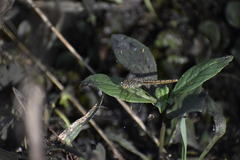Brachythemis contaminata