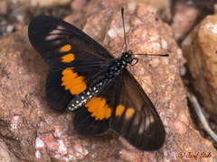 Acraea penelope
