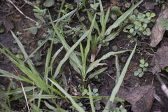 Poaceae