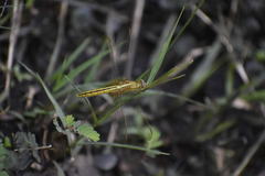 Crocothemis servilia