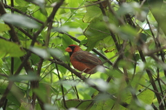 Cardinalis cardinalis