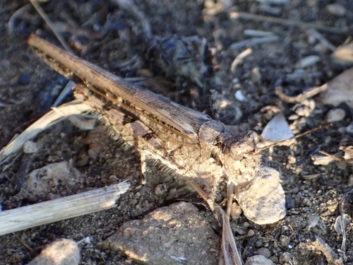 Vitki pješčarski skakavac (Acrotylus patruelis)