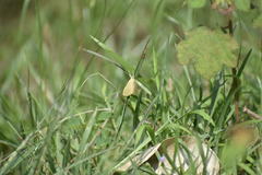 Lepidoptera