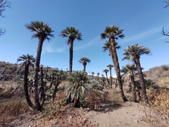 Trithrinax campestris