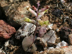 Lachenalia trichophylla