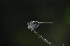 Potamarcha congener