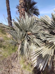 Trithrinax campestris