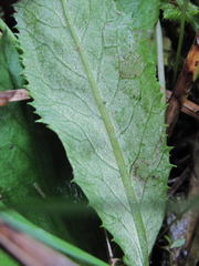 Primula auriculata