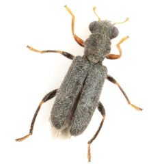 Phyllobaenus pubescens