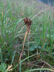 Primula auriculata
