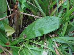 Primula auriculata